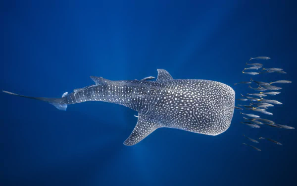 sea life underwater fish Animal whale shark HD Desktop Wallpaper | Background Image