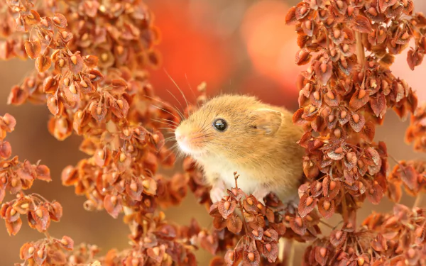 Macro 4K Ultra HD PC desktop wallpaper of a harvest mouse (rodent, animal) nestled among warm rust-orange seedheads.