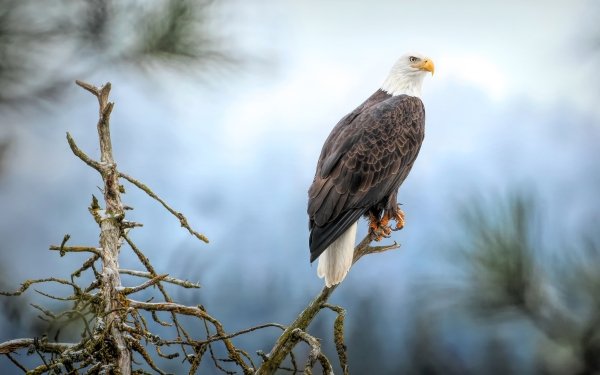 Animal Bald Eagle Birds Eagles Eagle Bird Bird Of Prey HD Wallpaper | Background Image