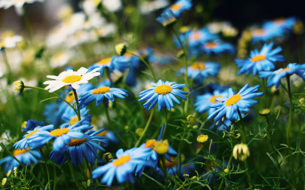 close-up flower nature white flower blue flower chamomile HD Desktop Wallpaper | Background Image