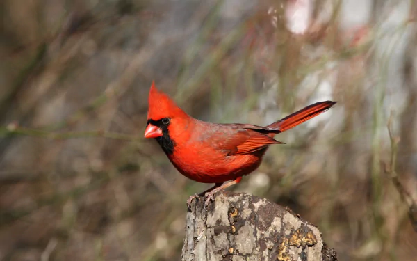bird Animal northern cardinal HD Desktop Wallpaper | Background Image