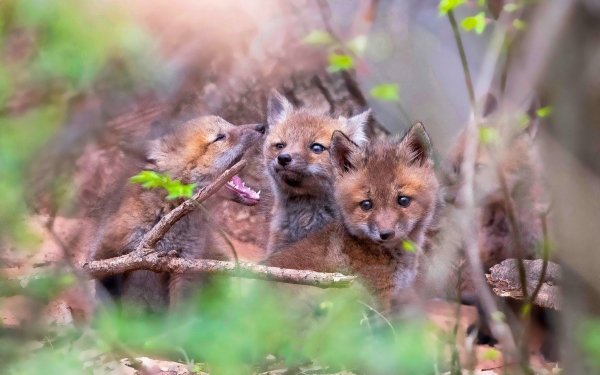 Animal Fox Cub Baby Animal HD Wallpaper | Background Image