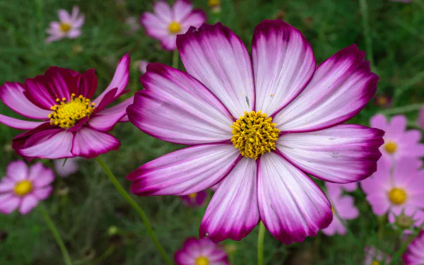  Purple Cosmos
