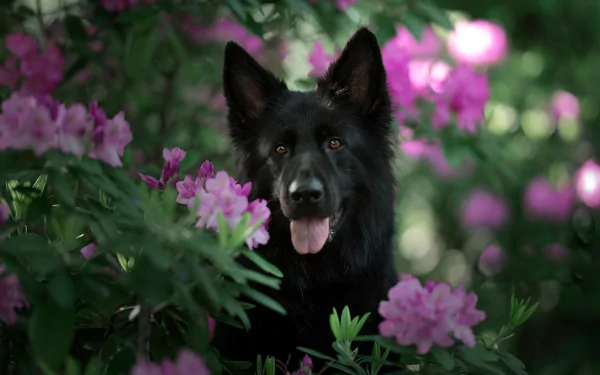 flower Animal dog Black Dog HD Desktop Wallpaper | Background Image
