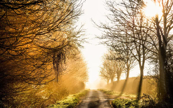 dirt road nature sunbeam HD Desktop Wallpaper | Background Image