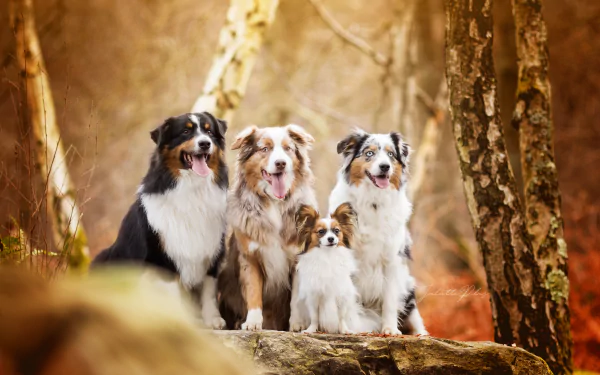  Dogs in the Forest by Juliette Plus