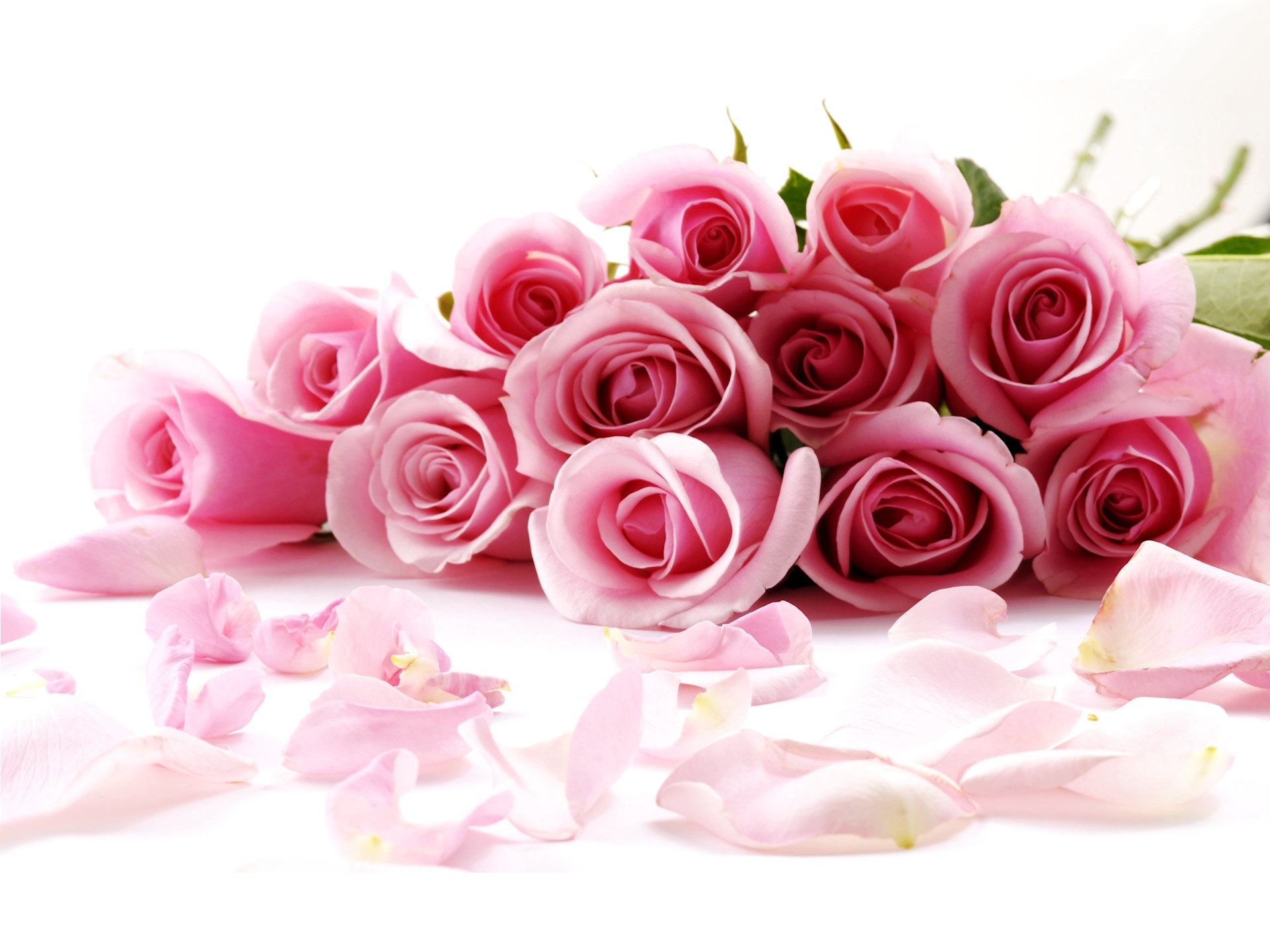 Pink roses on a pastel background - a charming HD desktop wallpaper.