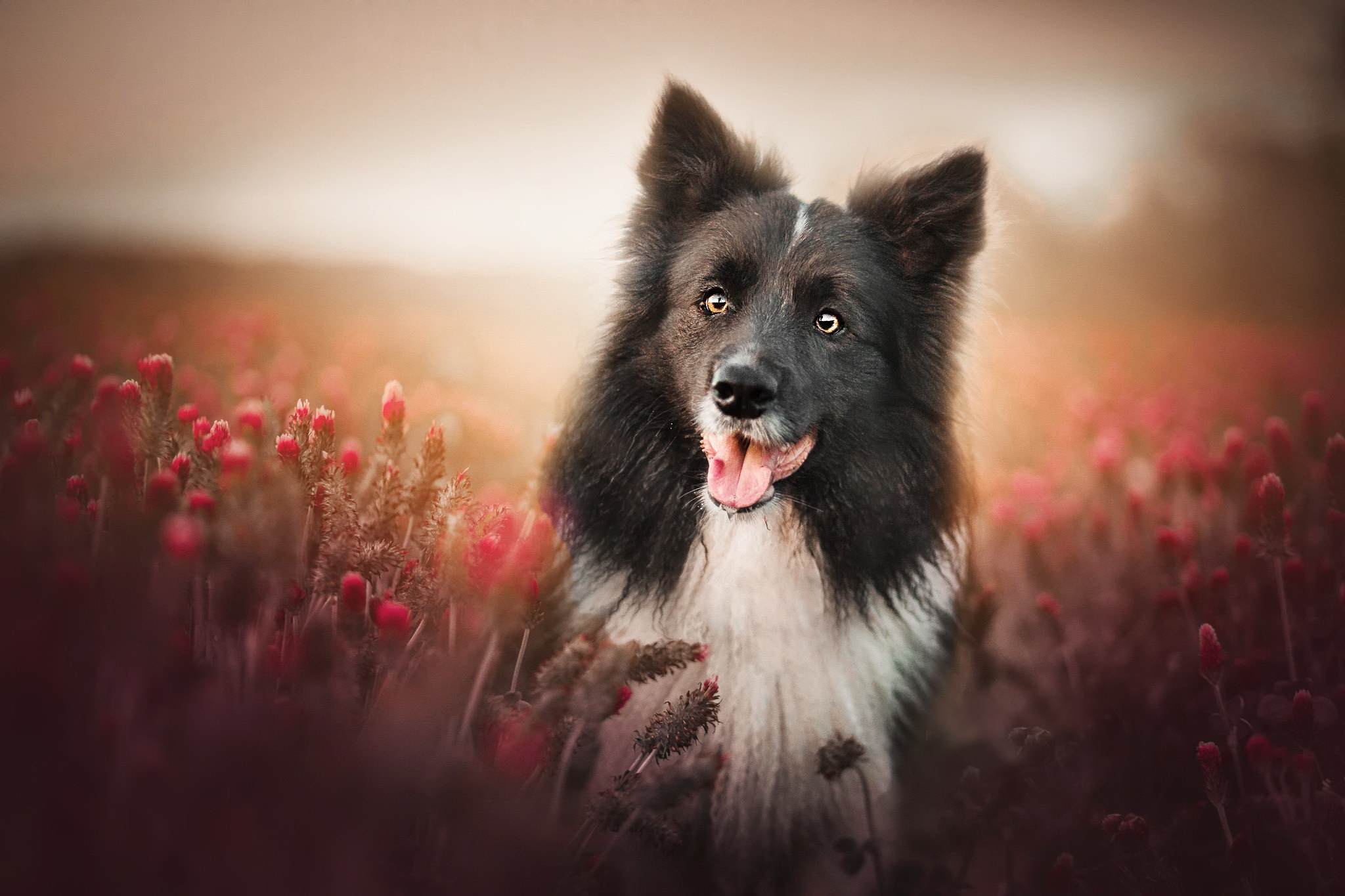 Dog HD Wallpaper