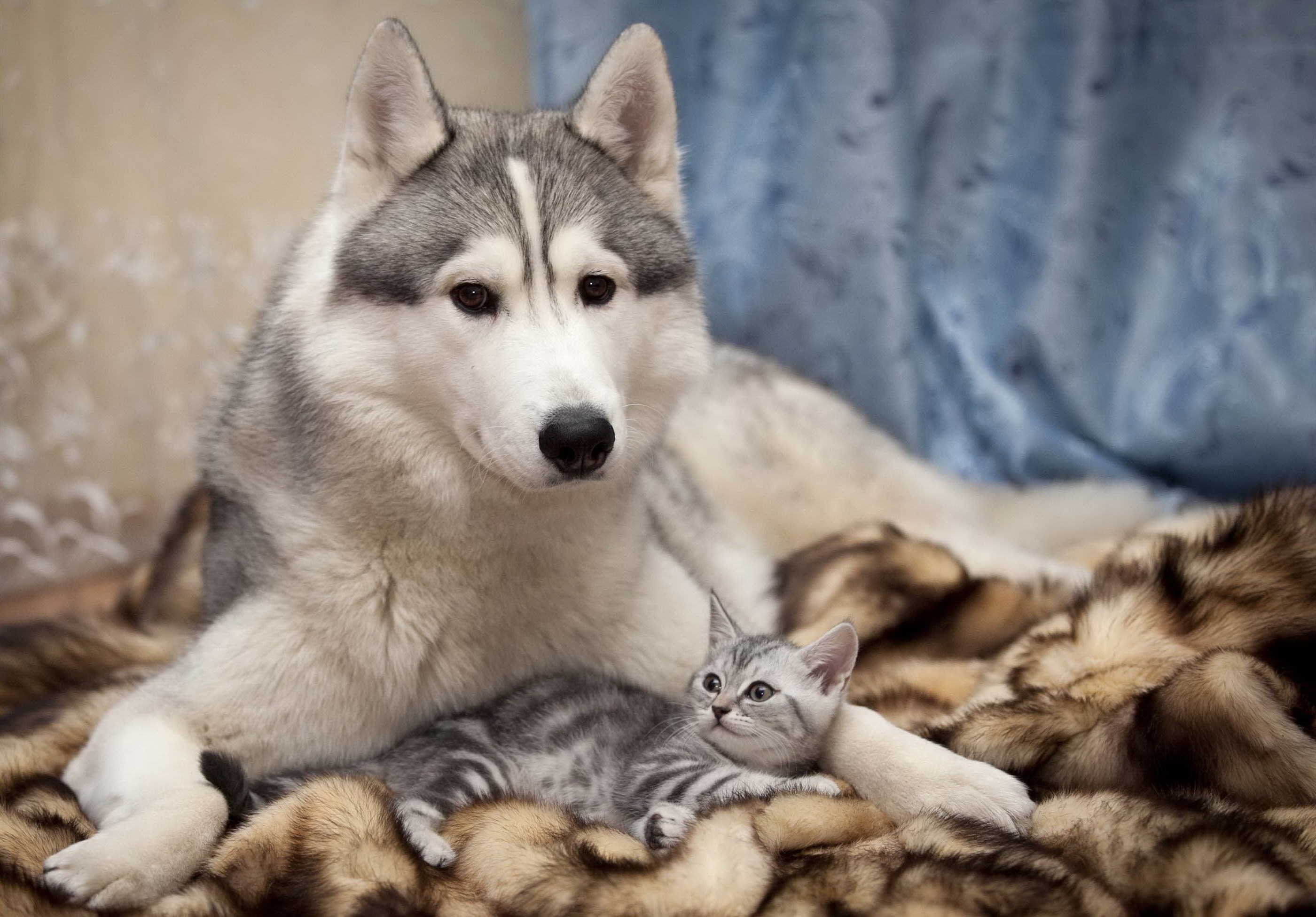 Cat & Dog HD Wallpaper