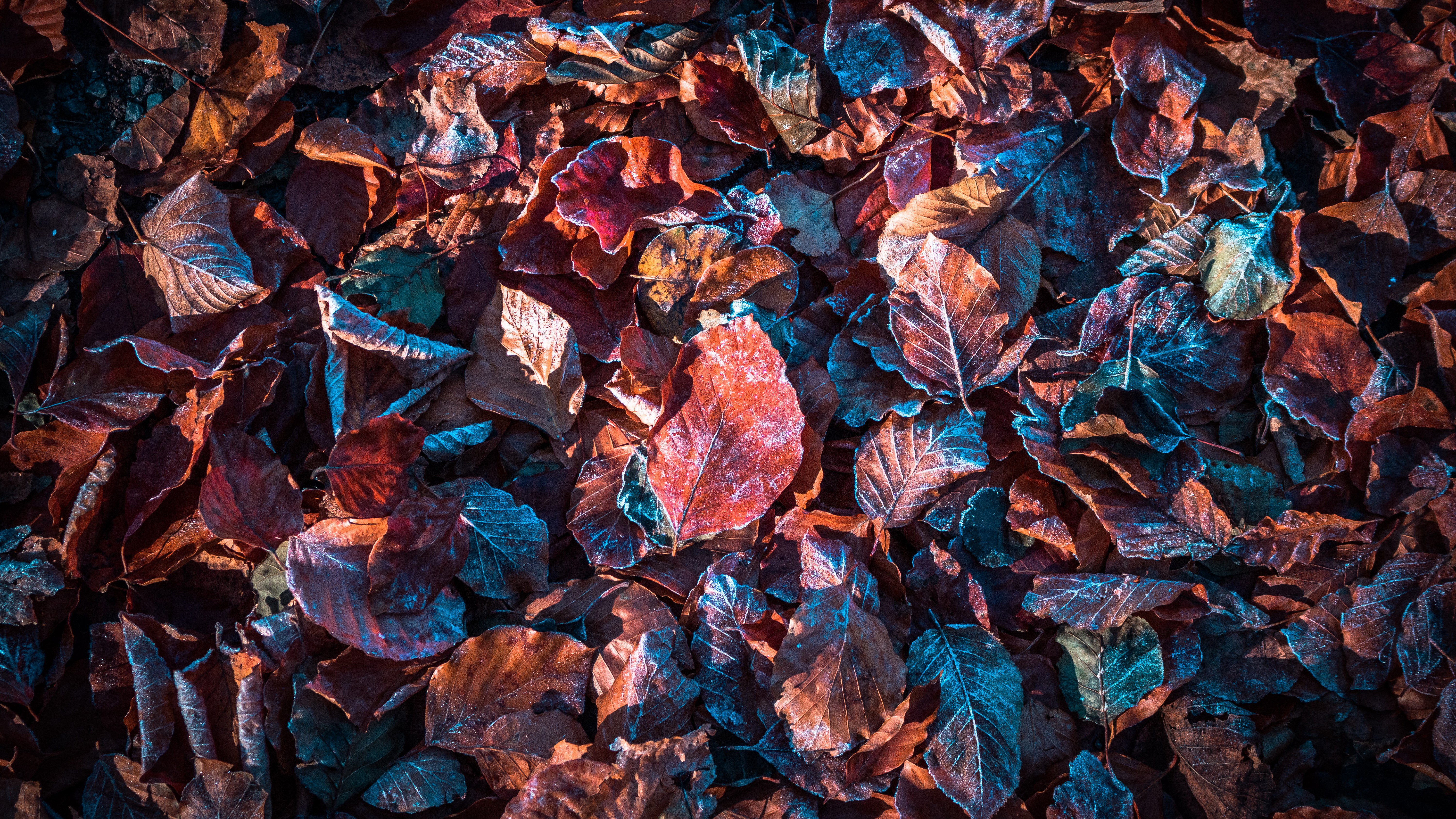 Frosted Autumn Leaves by Comfreak