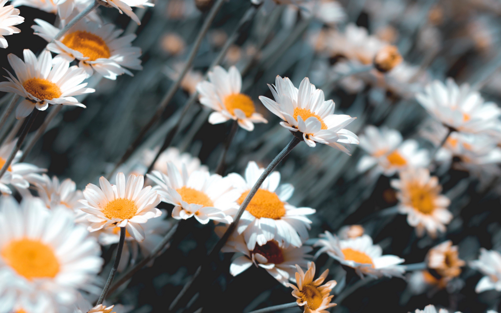 Earth Chamomile HD Wallpaper | Background Image