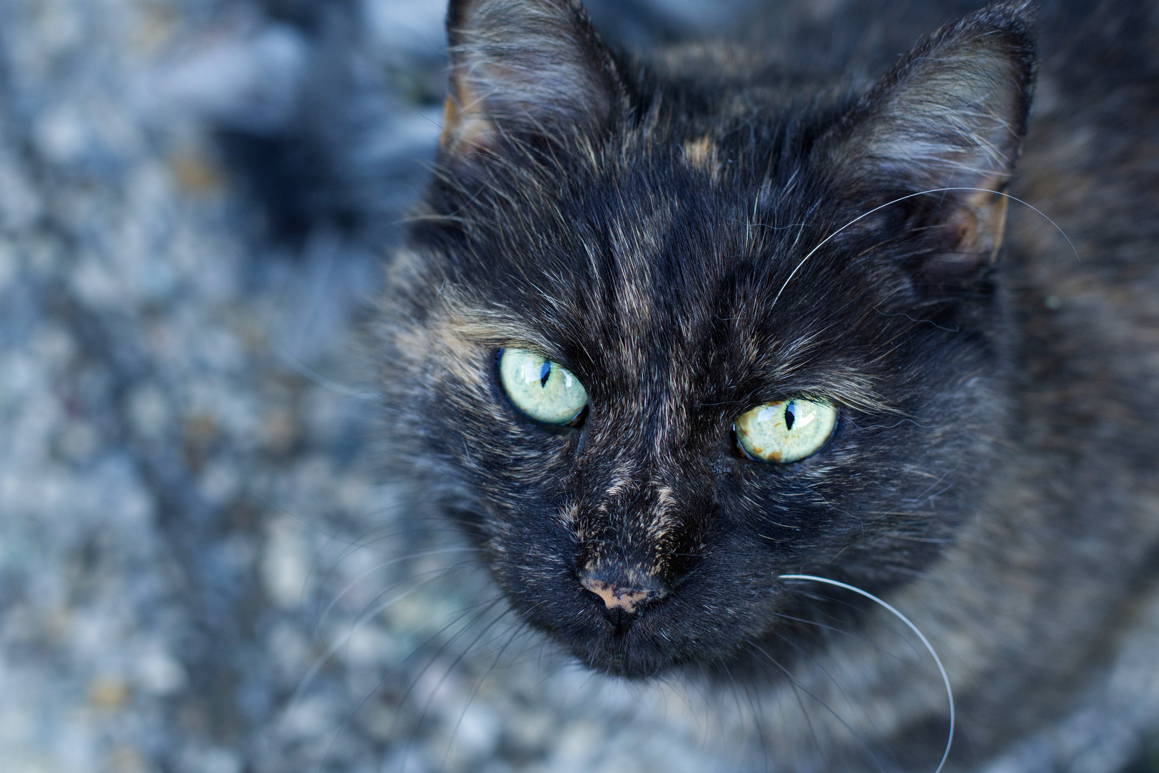 Download Stare Animal Cat 4k Ultra HD Wallpaper