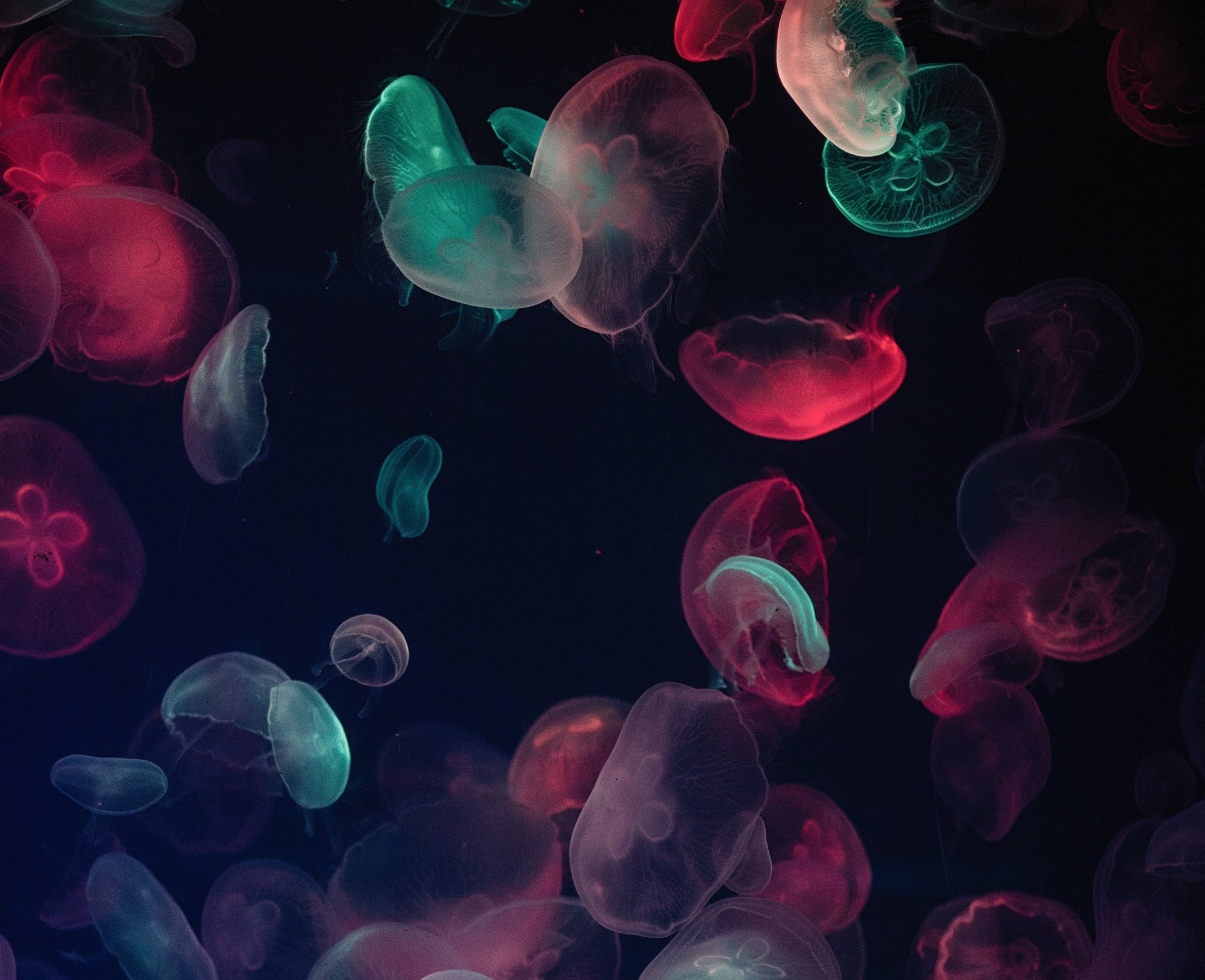 Animal Jellyfish HD Wallpaper by Vino Li