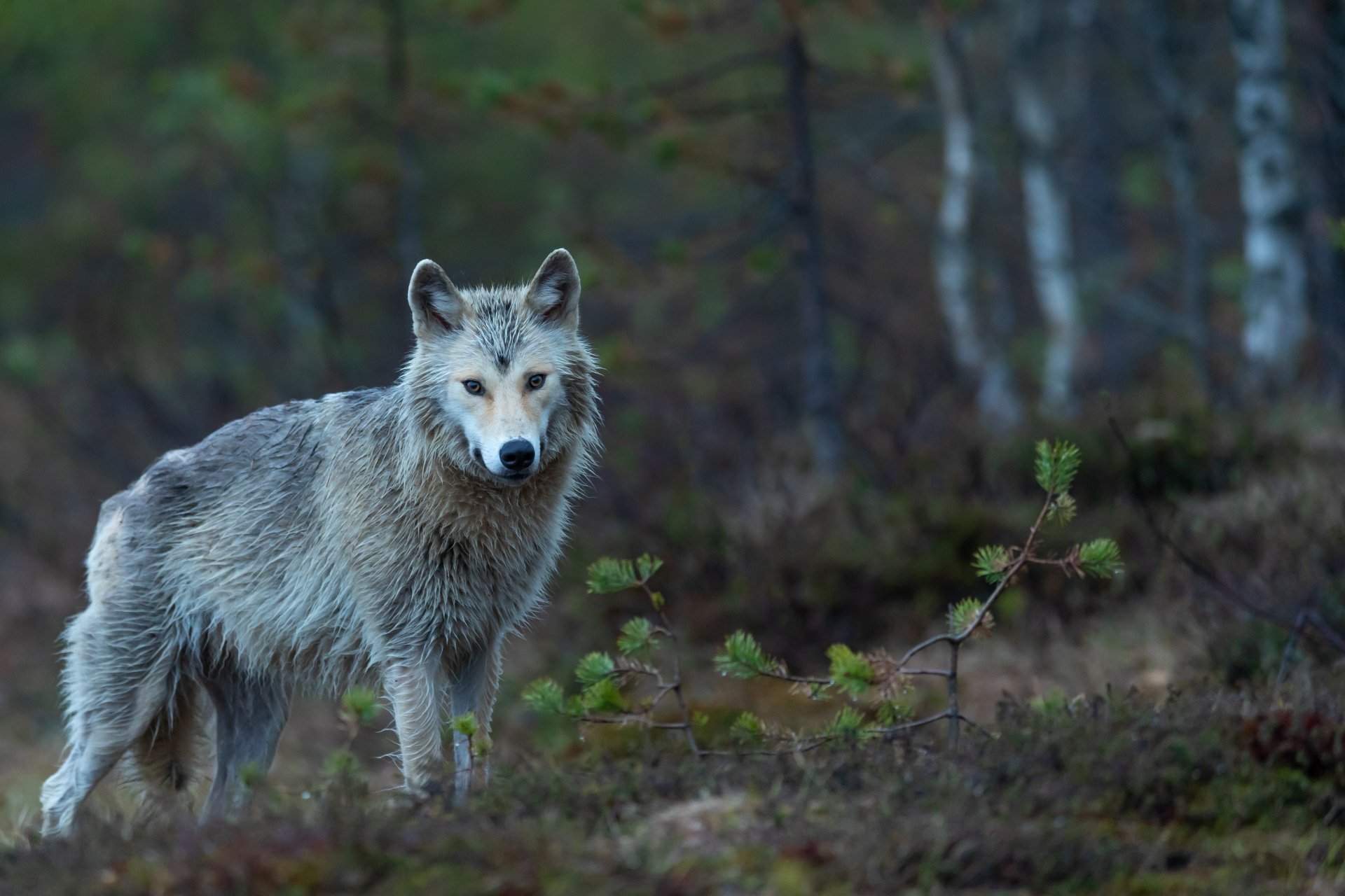 Download Animal Coyote 4k Ultra HD Wallpaper by Vincent van Zalinge