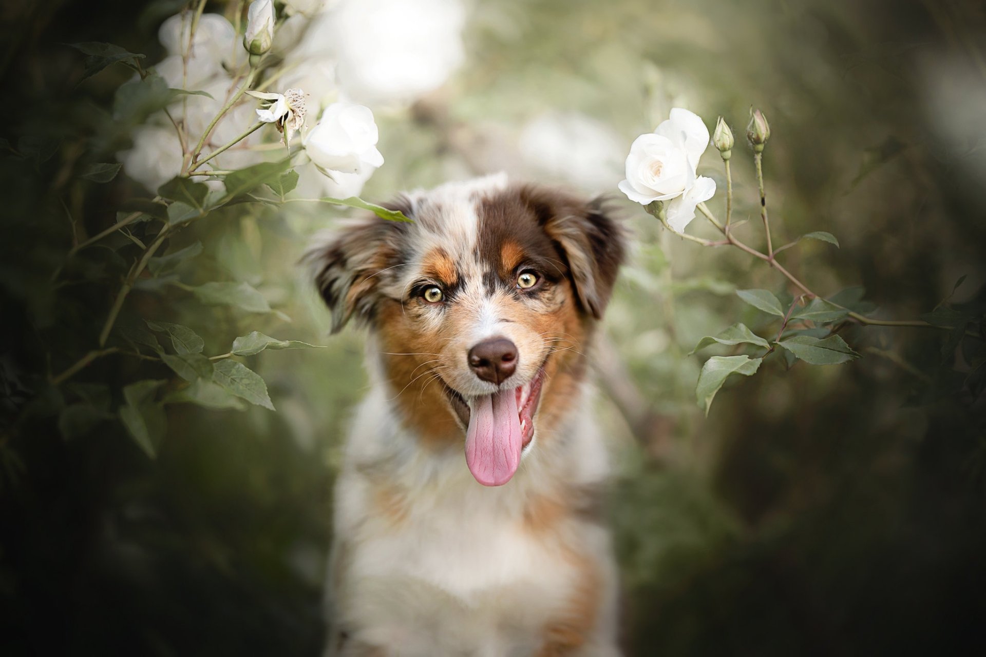 Australian Shepherd HD Wallpaper