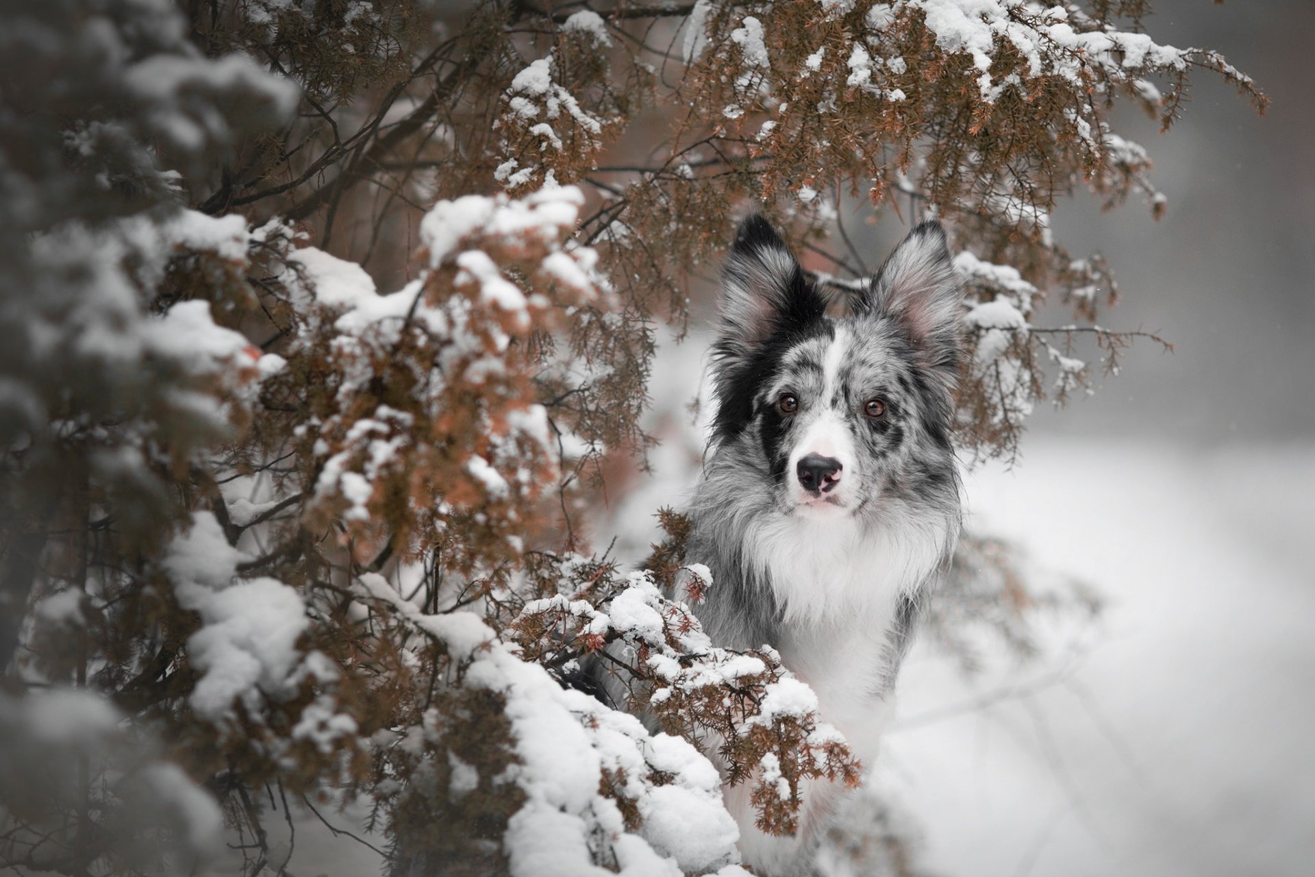 Download Dog Snow Winter Animal Border Collie HD Wallpaper