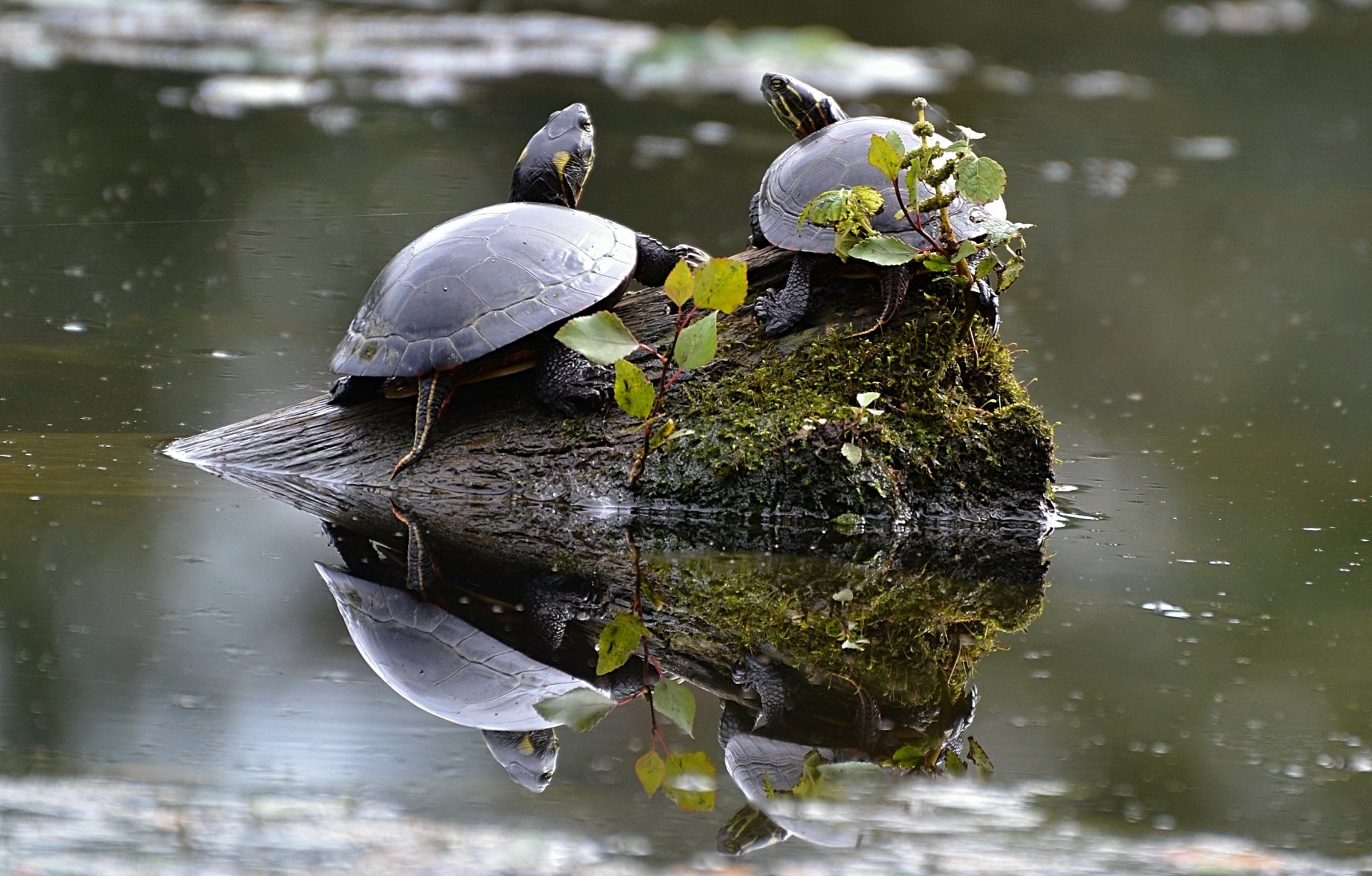 Download Animal Turtle  HD Wallpaper by DaPuglet Pugs