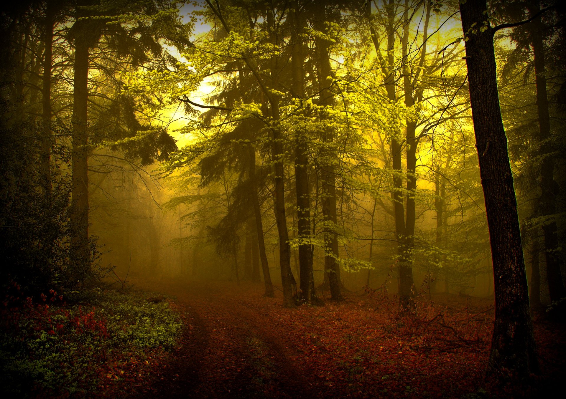 Serene Forest Path – HD Wallpaper for Nature Lovers