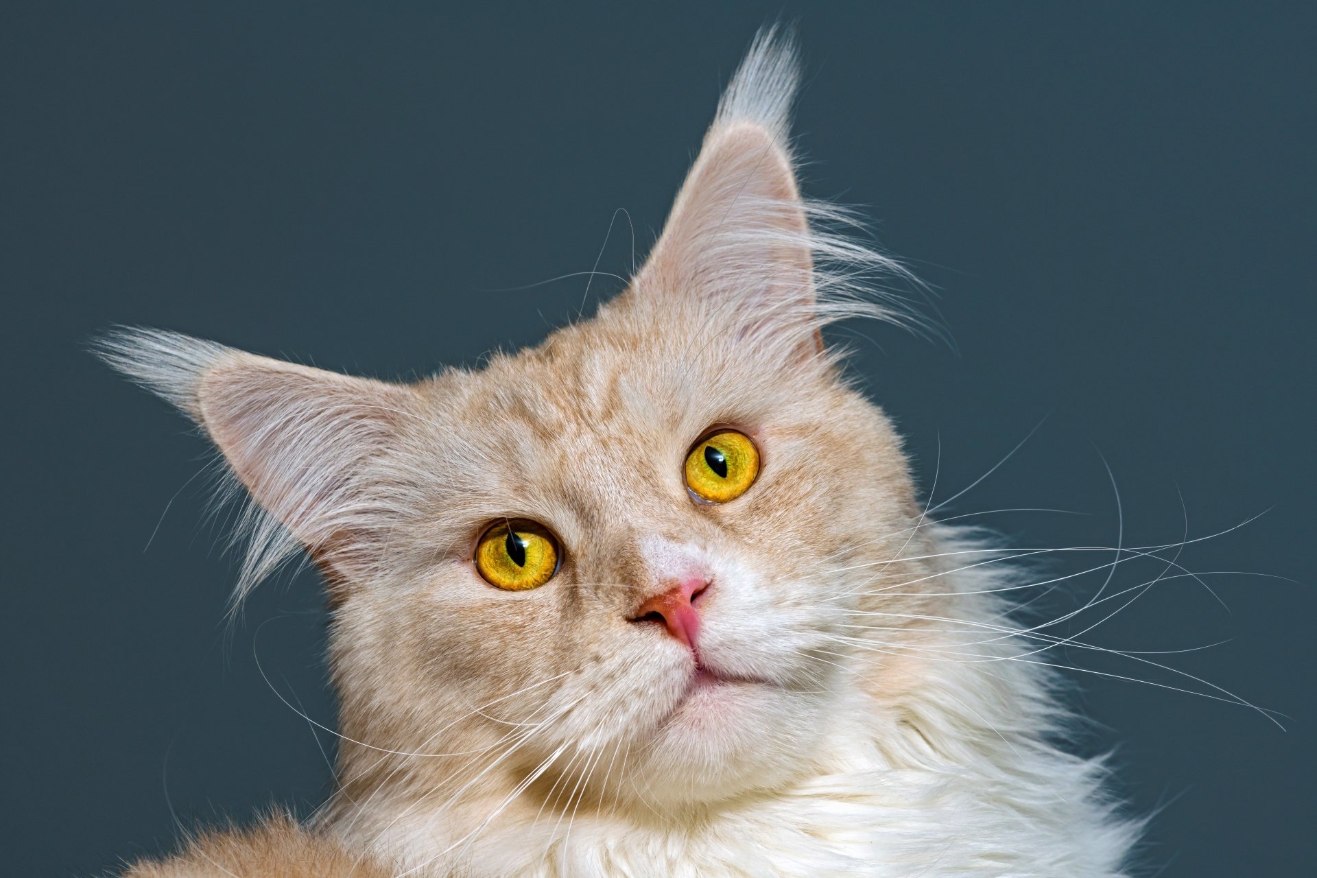 Cream Maine Coon cat (animal) close-up with golden eyes on a muted blue backdrop — 8K Ultra HD PC desktop wallpaper/background.