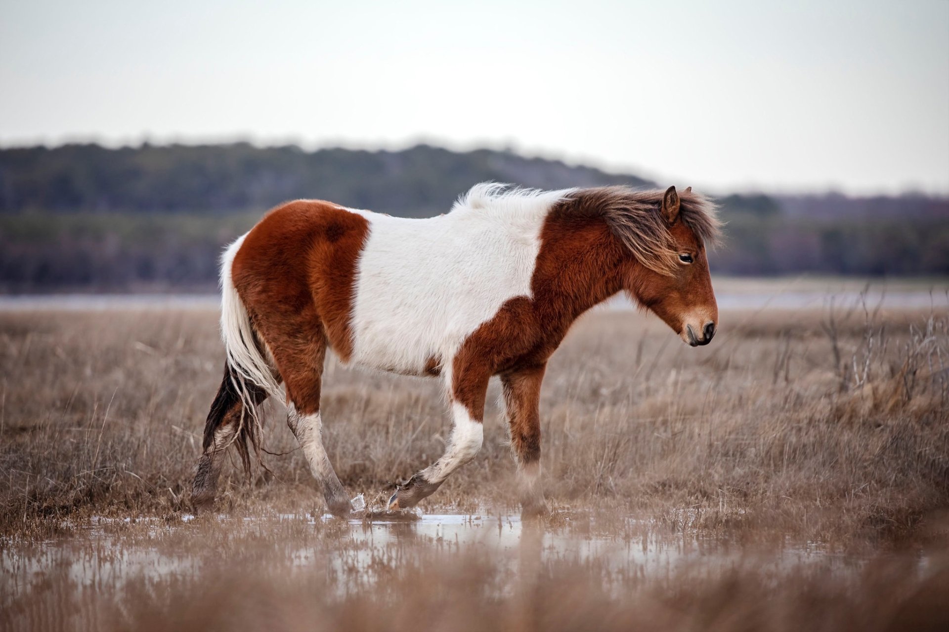 Download Animal Horse HD Wallpaper