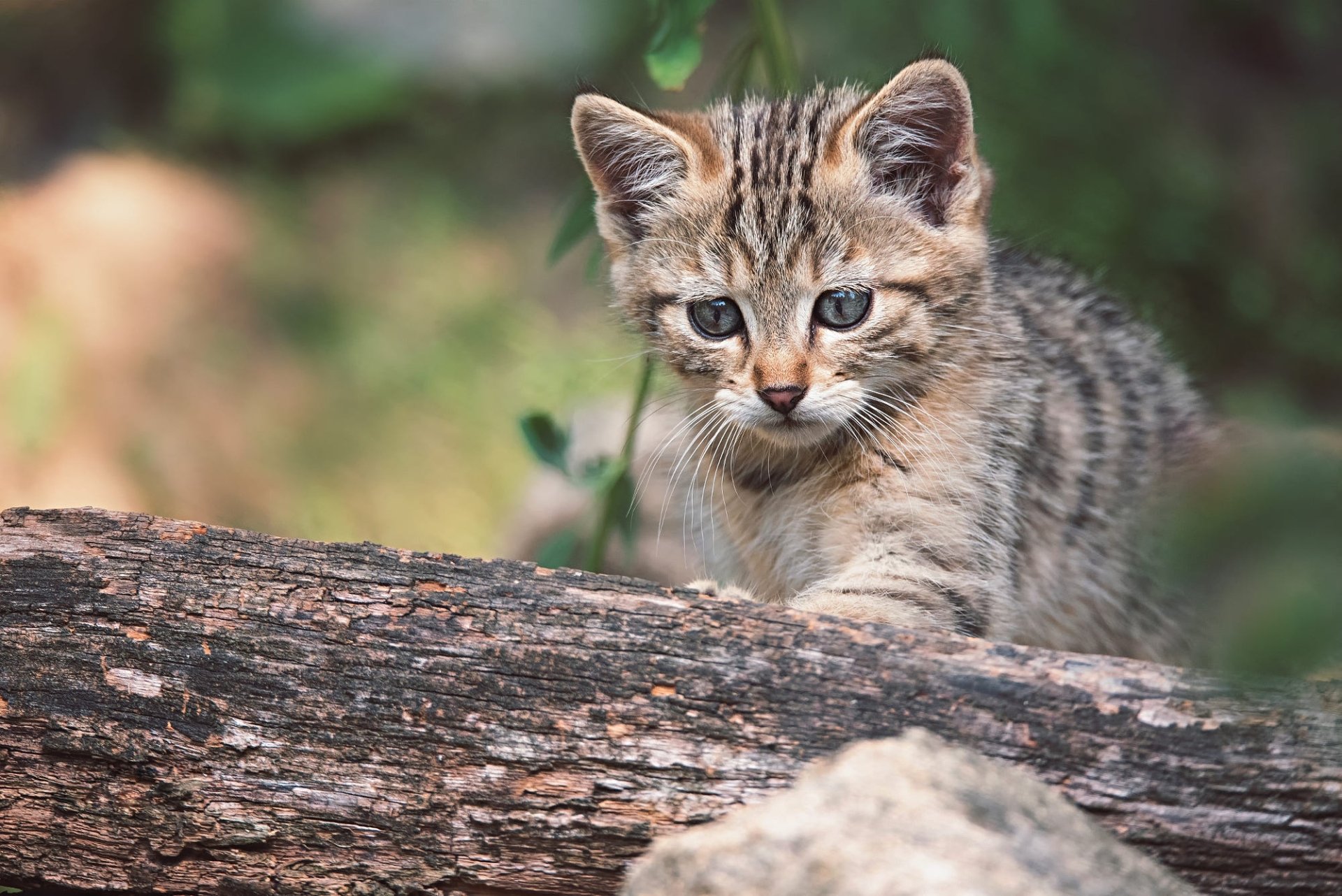 HD PC desktop wallpaper showing a baby animal kitten: a tabby cat perched on a log against a soft-focus natural background.