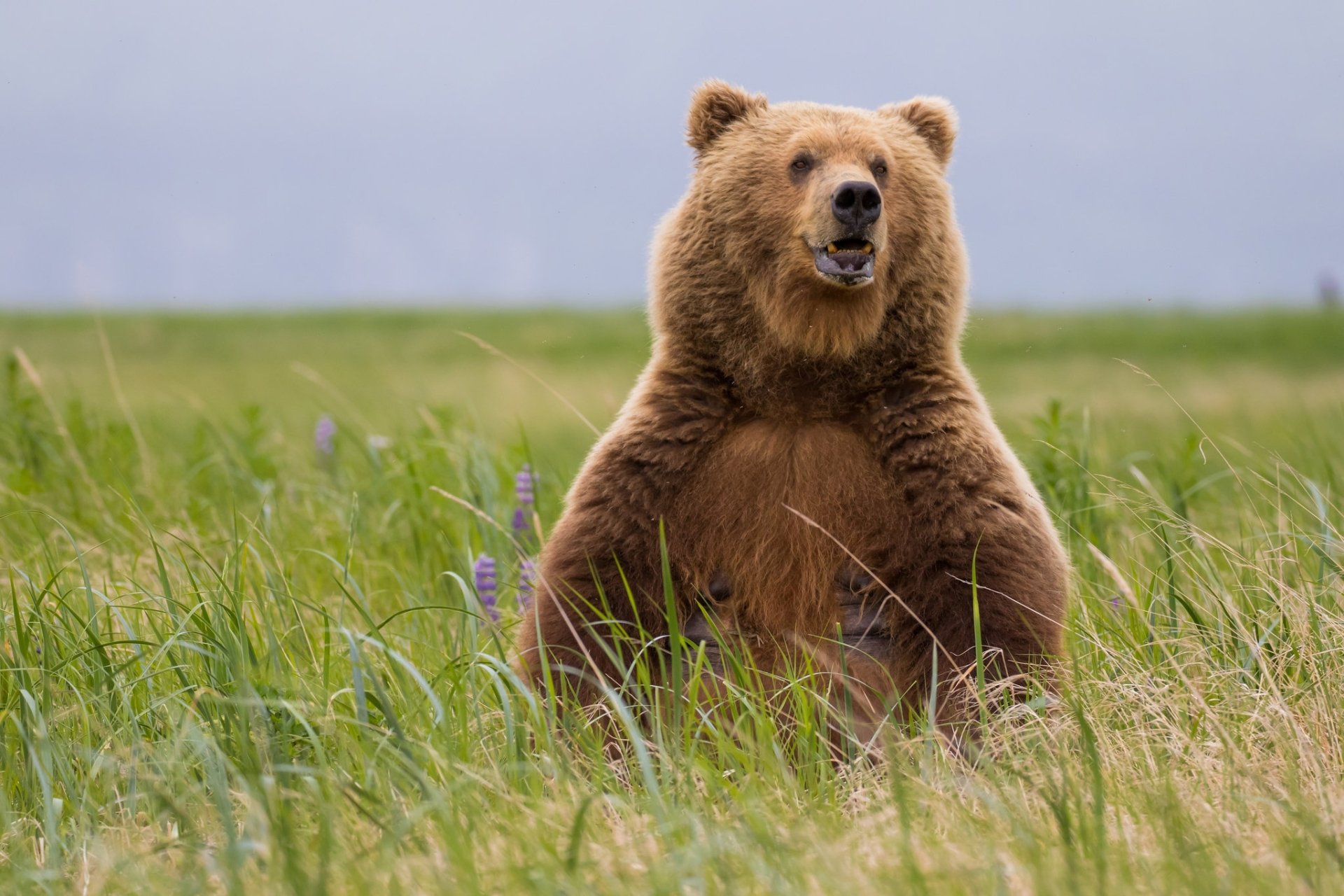 Медведь Гризли Россия