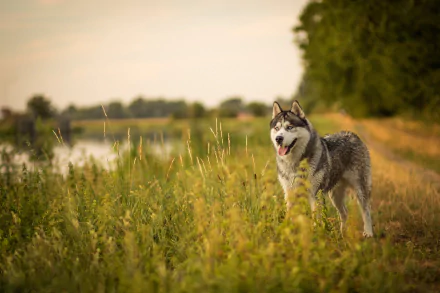 dog Animal siberian husky HD Desktop Wallpaper | Background Image