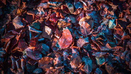  Frosted Autumn Leaves by Comfreak