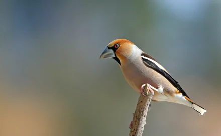 bird Animal Hawfinch HD Desktop Wallpaper | Background Image