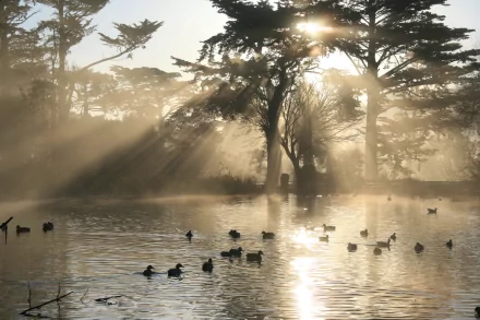 A serene HD wallpaper features a tranquil lake scene with sunbeams shining through trees, as ducks paddle peacefully in the misty water.