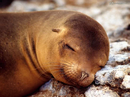 lion Animal sea lion HD Desktop Wallpaper | Background Image