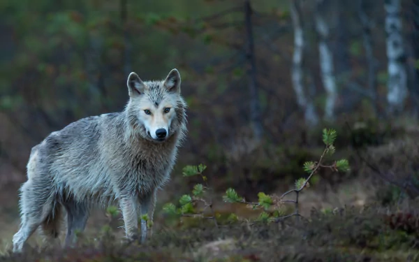 Animal coyote HD Desktop Wallpaper | Background Image