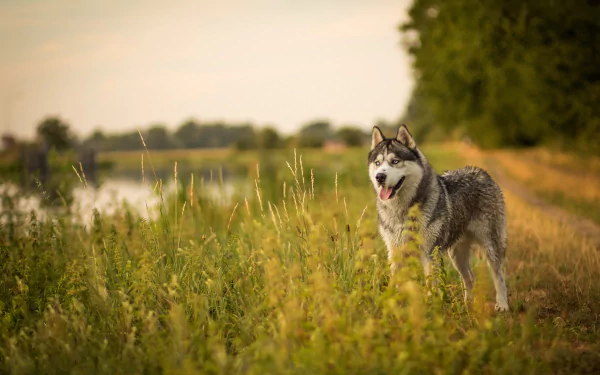 dog Animal siberian husky HD Desktop Wallpaper | Background Image