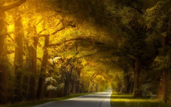 Man Made Road Nature HD Wallpaper | Background Image