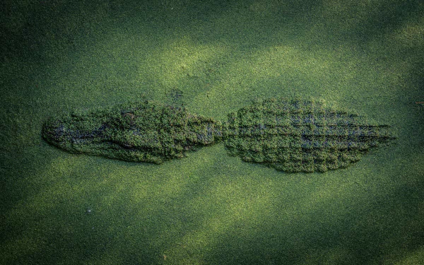 Animal crocodile HD Desktop Wallpaper | Background Image