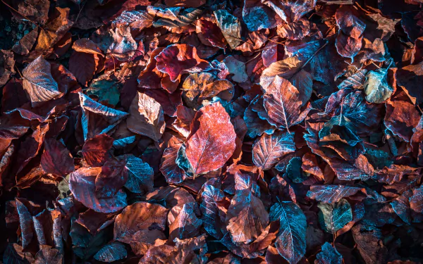  Frosted Autumn Leaves by Comfreak