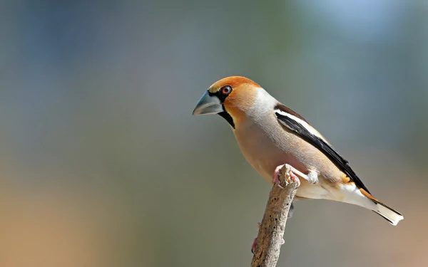 bird Animal Hawfinch HD Desktop Wallpaper | Background Image