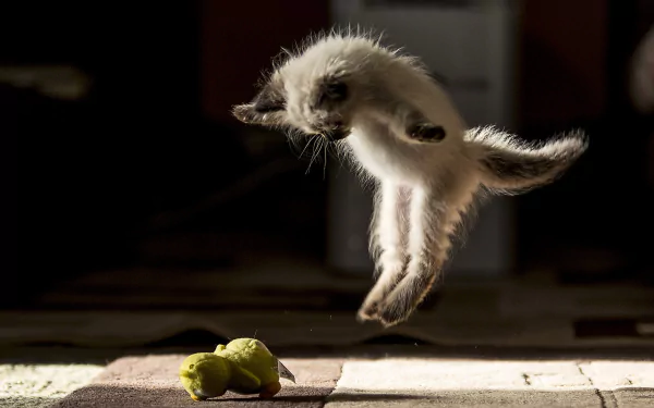 jump Animal cat HD Desktop Wallpaper | Background Image