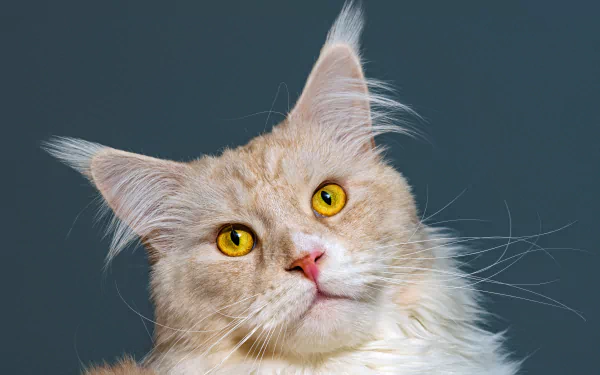 Cream Maine Coon cat (animal) close-up with golden eyes on a muted blue backdrop — 8K Ultra HD PC desktop wallpaper/background.