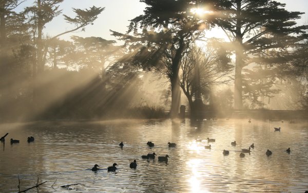 Animal Duck Birds Ducks Sunbeam HD Wallpaper | Background Image