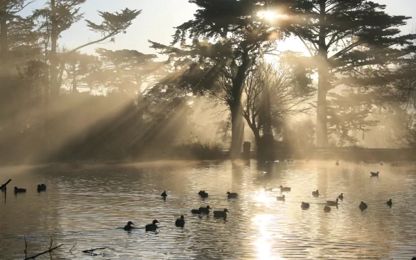 A serene HD wallpaper features a tranquil lake scene with sunbeams shining through trees, as ducks paddle peacefully in the misty water.