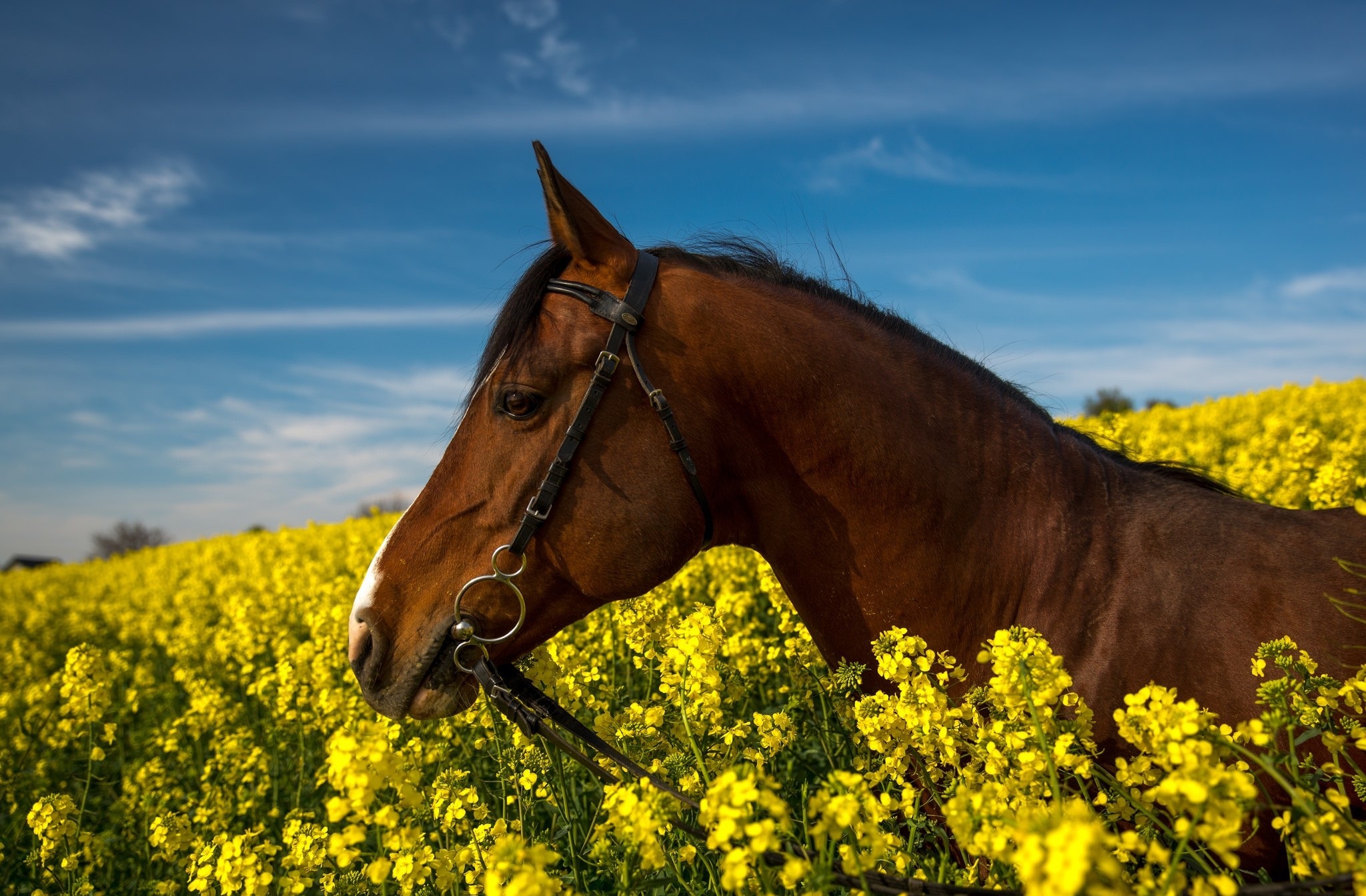Animal Horse HD Wallpaper | Background Image