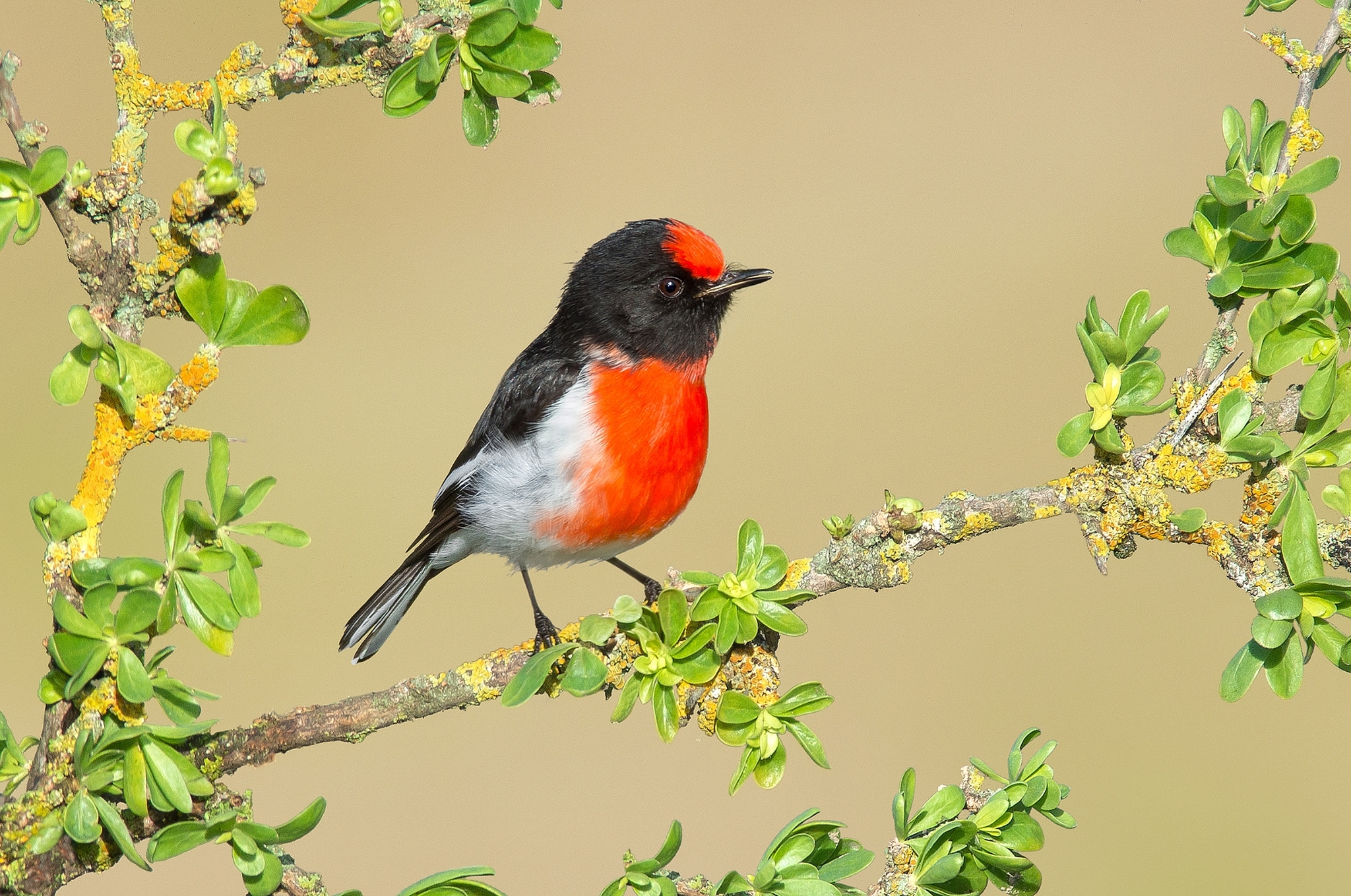 Download Red-capped Robin Bird Animal Robin HD Wallpaper