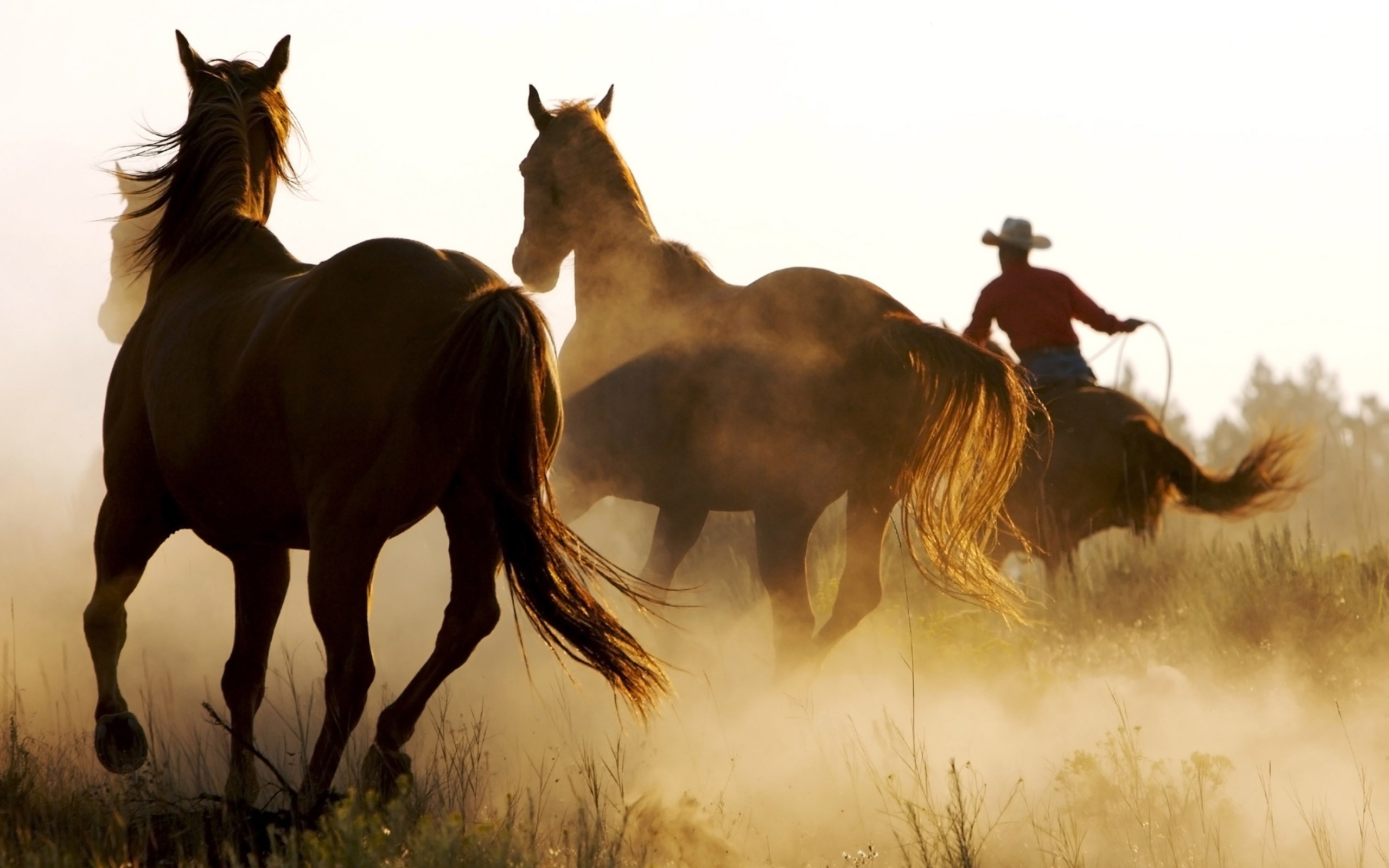 Photography Cowboy HD Wallpaper | Background Image