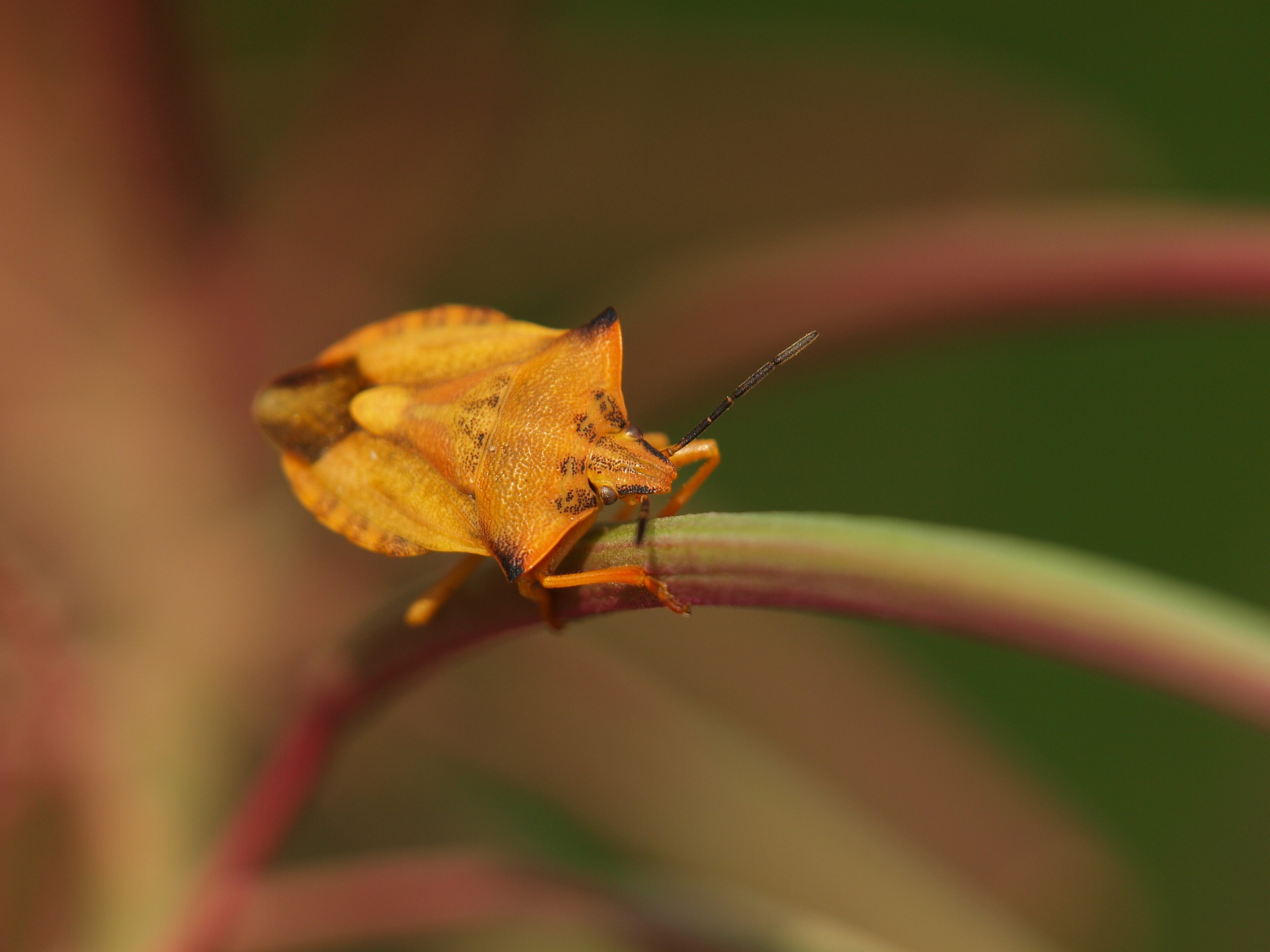 Carpocoris fuscispinus, shield bug by Mopsgesicht