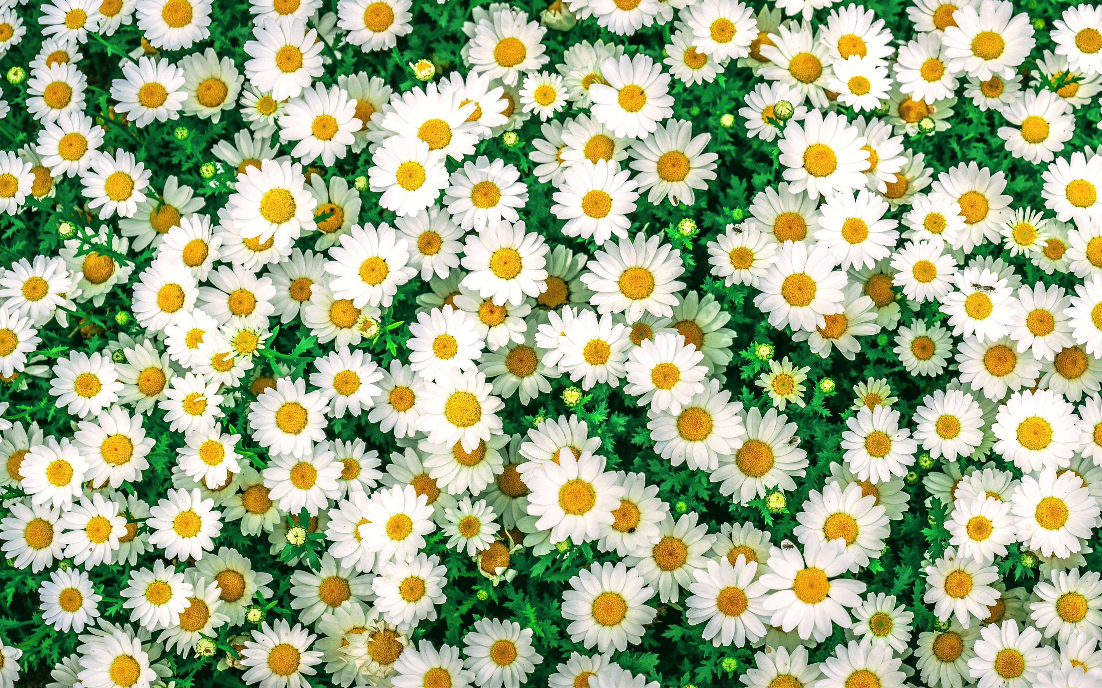 Earth Camomile HD Wallpaper | Background Image