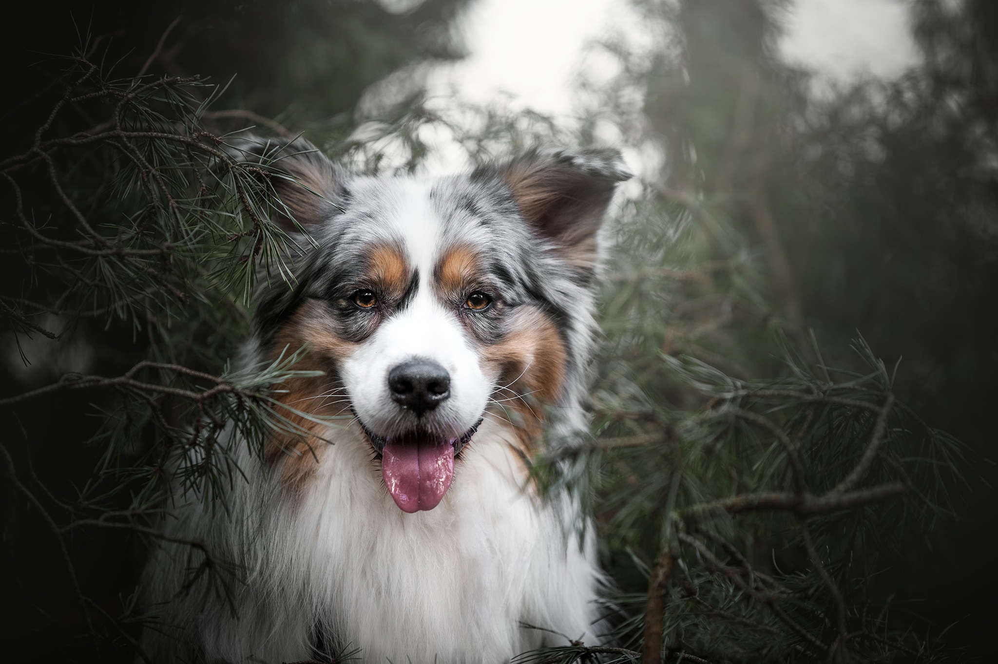 Australian Shepherd HD Wallpaper