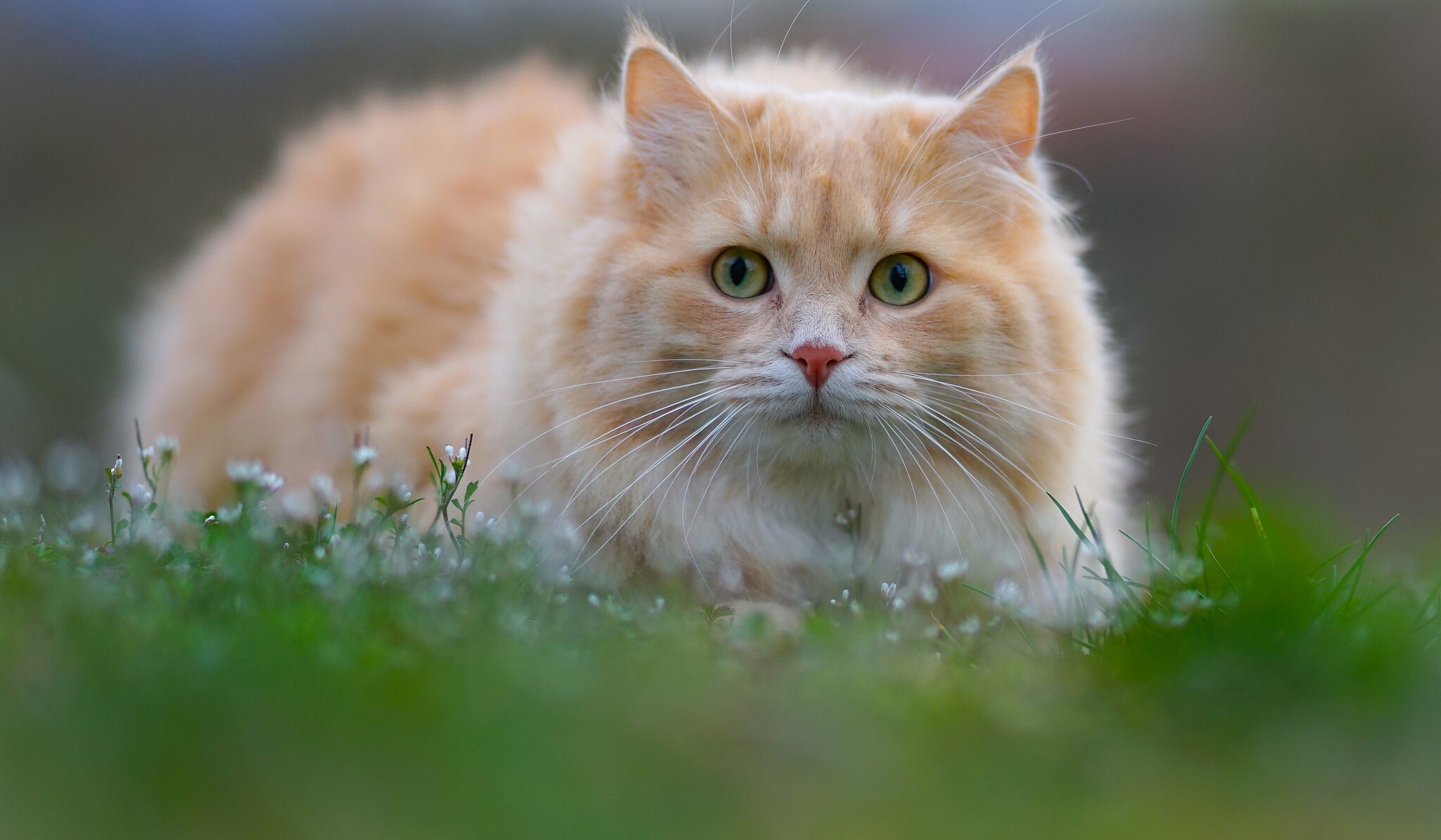 Download Animal Cat HD Wallpaper