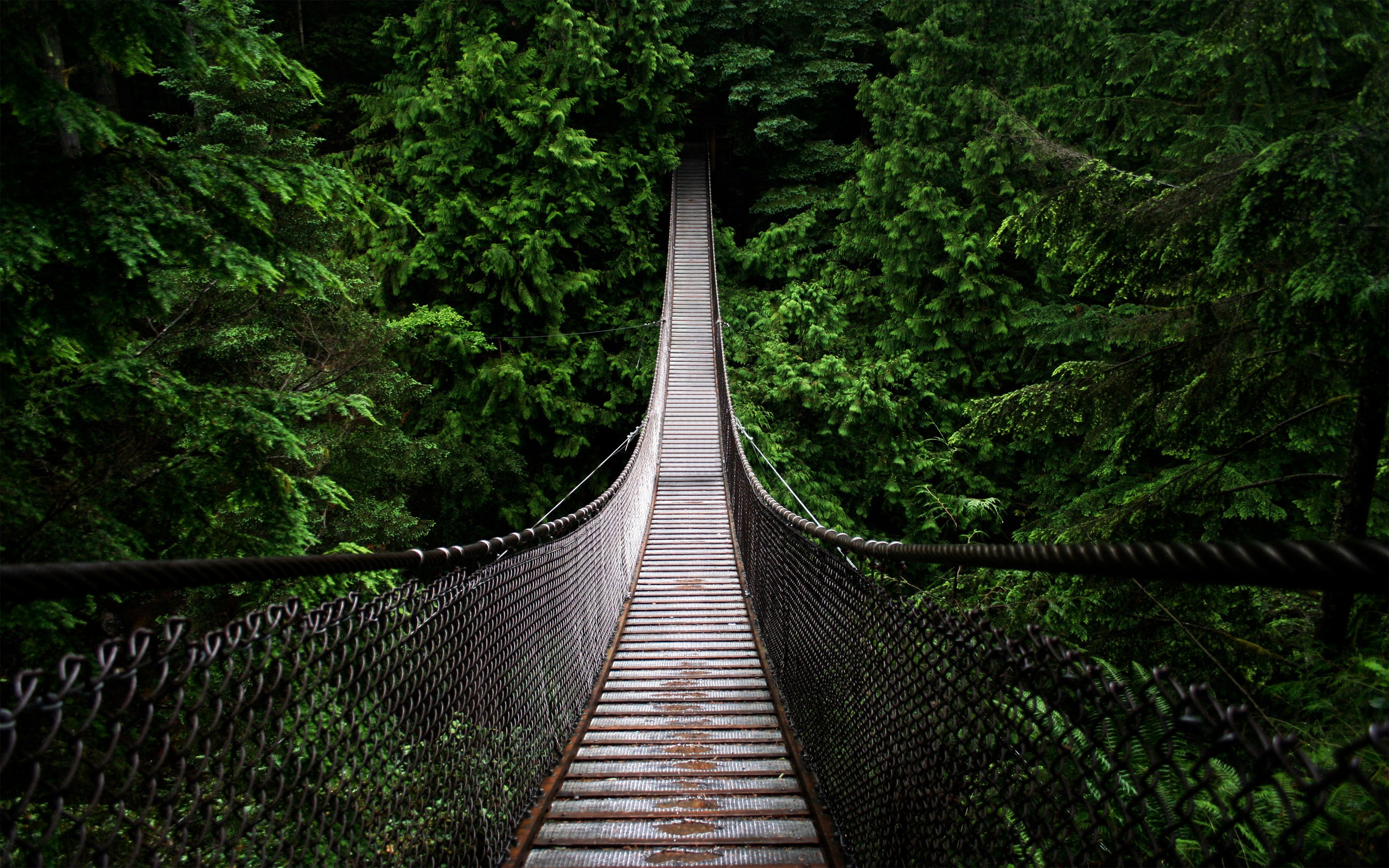 Serenity Bridge in the Forest HD Wallpaper