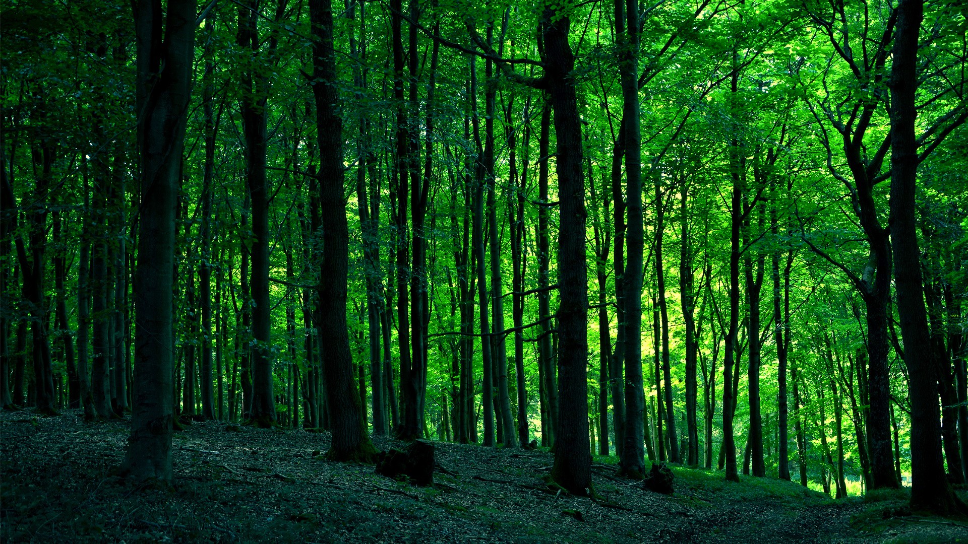 Earth Forest HD Wallpaper | Background Image